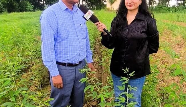 इन तकनीकों से बढ़ाएं अरहर की खेती की औसत उत्पादकता: डॉ. राज सिंह