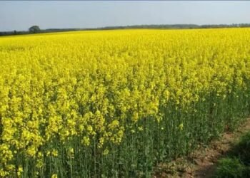 तिलहन और खाद्य तेल के उत्पादन को बढ़ाने के लिए उठाए गए आवश्यक कदम