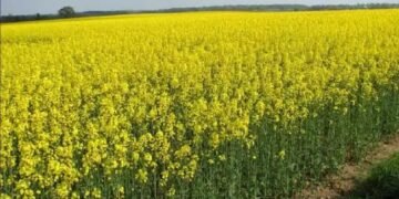 तिलहन और खाद्य तेल के उत्पादन को बढ़ाने के लिए उठाए गए आवश्यक कदम