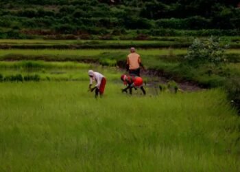 प्रधानमंत्री फसल बीमा योजना के तहत किसानों की संख्या में रिकॉर्ड बढ़ोतरी