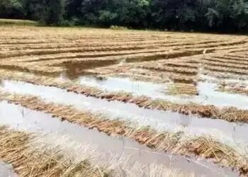 महाराष्ट्र के अकोला में बारिश ने मचाई तबाही, 57 हजार हेक्टेयर फसलें बर्बाद