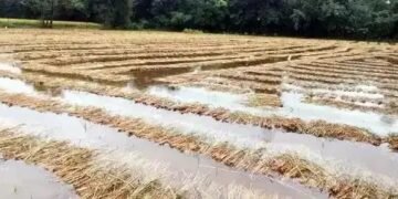 महाराष्ट्र के अकोला में बारिश ने मचाई तबाही, 57 हजार हेक्टेयर फसलें बर्बाद