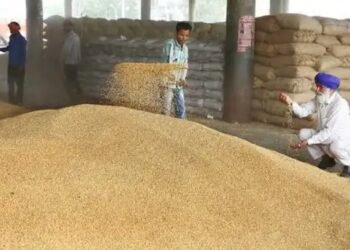 FCI का गेहूं खरीद आंकड़े ने तोड़े रिकॉर्ड, DBT के जरिए किसानों के खाते में आए 61 लाख