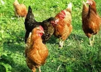 अब तीन बजे के बाद मुर्गों की बिक्री बंद, समय के बाद लगेगा 5 लाख का जुर्माना!