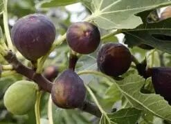इस राज्य की सरकार दे रही अंजीर की खेती पर 20 हजार रुपये की सब्सिडी, जानें डिटेल