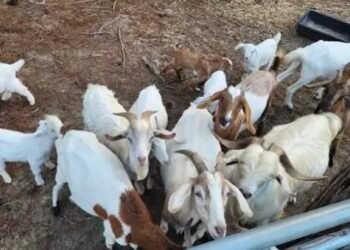 100 बकरियों के लिए कितना होता है खर्च, जानें कितनी जमीन में होगा पालन?