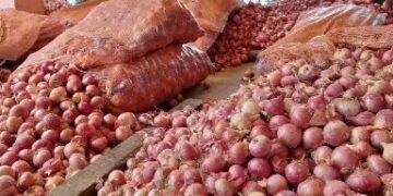 किसान से ले रहे 30 रुपये प्याज, बेच रहे 60 रुपये, जानें क्या है भाव बढ़ने का कारण?
