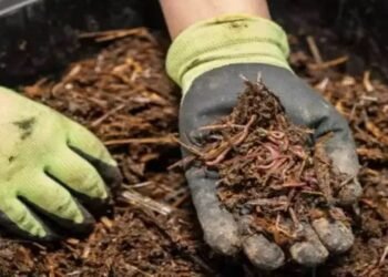 रासायनिक खाद से क्यों बेहतर है केंचुआ खाद, फसल में देखने को मिलेगी शानदार वृद्धि