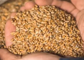 इन राज्यों में शुरु हुई गेहूं खरीद, दो महीनों में 313 लाख टन खरीदी का लक्ष्य!