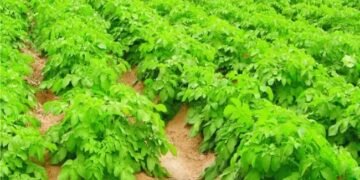 जानिए क्या हाईटेक बीज उत्पादन प्रणाली, जिसका आलू उद्योग में है अहम योगदान