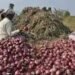 सड़कों पर क्यों उतरे नासिक के किसान, प्याज और MSP से जुड़ा है मामला