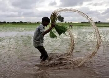 एमएसपी खरीद से केवल 17% धान किसानों को फायदा: सीएसीपी