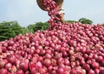 महाराष्ट्र की मंडी में 200 रुपये प्रति क्विंटल पहुंचा प्याज, जानें क्या हैं कीमतें?