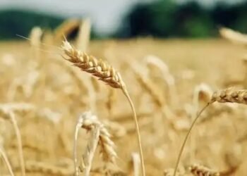 इन राज्यों में शुरू हो गई गेहूं की खरीद, जानें क्या मिल रहे दाम?