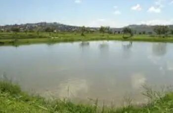 मछली पालन पर सरकार दे रही 80 प्रतिशत सब्सिडी, जानें कैसे मिलेगा लाभ?