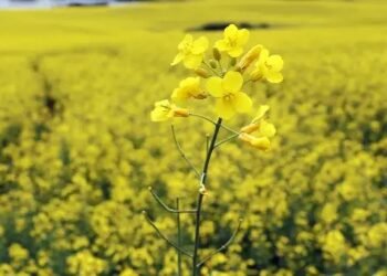 अलवर में नई सरसों की आवक शुरु, कीमतों में गिरावट, जानें क्या है दाम?