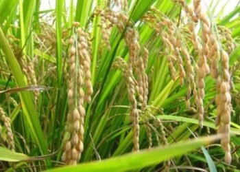 धान की फसल: किसानों के लिए आशा और चुनौतियाँ