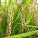 धान की फसल: किसानों के लिए आशा और चुनौतियाँ