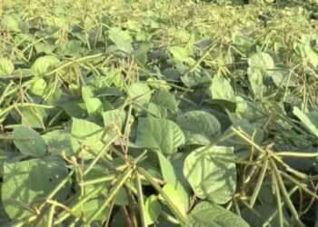 हरियाणा किसानों को मिलेगी मूंग बीज पर 75% सब्सिडी, दलहन खेती का बढ़ेगा रकबा!