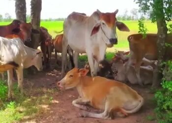 जूनोटिक रोगों से निपटने के लिए दिए टिप्स, जानें क्या रोकथाम का तरीका?