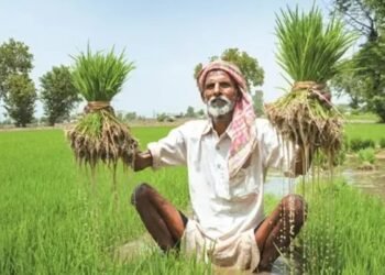 धान की खेती करने वाले किसान रहें सतर्क, वैज्ञानिकों ने बताए बचाव के उपाय