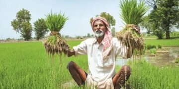 धान की खेती करने वाले किसान रहें सतर्क, वैज्ञानिकों ने बताए बचाव के उपाय