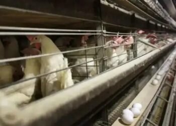 भारतीय मीट एक्सपोर्ट पांचवें नंबर पर, तेज हो गईं ऑर्गेनिक मीट की चर्चाएं!