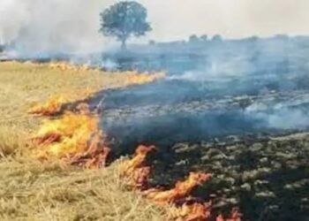 पराली से दिल्ली की हवा फिर होगी दूषित? पंजाब में बढ़ा आकड़ा