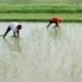 खरीफ में धान की बुआई पिछले वर्ष के स्तर पर 2.2% बढ़ी