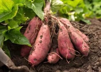 मुनाफा ही मुनाफा! ऐसे मगवाएं शकरकंद के बीज, खेती में देंगे बंपर  पैदावार