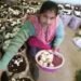 UP में आज से शुरु हुई Mushroom Farming Training, जल्द करें आवेदन