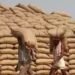 रिकॉर्ड गेहूं उत्पादन से आपूर्ति संबंधी चिंताएं कम हो सकती हैं