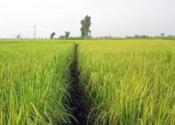 धान खरीद के पिछले पांच महीनों में अच्छी तेजी देखी गई है. देश के प्रमुख धान उगाने वाले राज्यों में इसकी खरीद तकरीबन 680 लाख टन तक पहुंच गई है. एक साल म