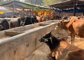 गो संरक्षण मॉडल से किसानों की आय में हुई बढ़ोतरी, रोज मिल रहे इतने पैसे ?