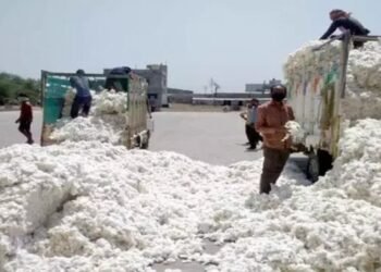 कपास के दामों में देखा गया भंयकर उछाल, कई मंडियों में 8000 हजार के क्विटंल पहुंचा भाव