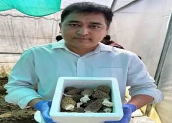 उत्तराखंड में पहली बार की गुच्छी मशरूम की खेती, 50 हजार से ऊपर है एक किलो की कीमत!