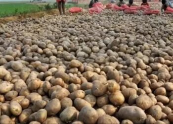टमाटर – प्याज के बाद आलू के दामों में आई बढ़ोतरी, भूटान से आयात की तैयारी