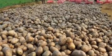 टमाटर – प्याज के बाद आलू के दामों में आई बढ़ोतरी, भूटान से आयात की तैयारी