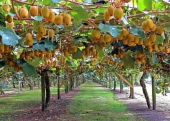 किसान ने ऐसे शुरु कीवी की खेती, साल होगी 15 लाख की कमाई