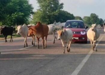 MP: आवारा पशुओं के लिए SDM ने जारी किए आदेश, पटवारियों को करना होगा ये काम