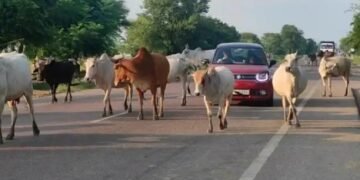 MP: आवारा पशुओं के लिए SDM ने जारी किए आदेश, पटवारियों को करना होगा ये काम