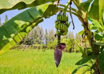 2080 तक तबाह हो जाएंगे केले के बागान, घट रहा उत्पादन, पढ़ें पूरी खबर…