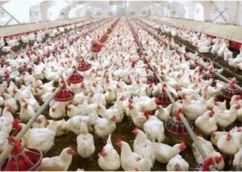 पोल्ट्री सेक्टर को हाईटेक बनने के लिए चाहिए सरकारी मदद-PFI