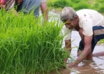 अच्छी खबर! आयात और खरीफ की अच्छी फसल से दालों की कीमतों पर लगाम लगेगी