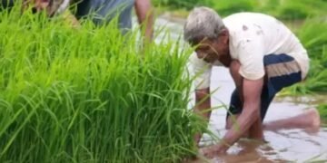 अच्छी खबर! आयात और खरीफ की अच्छी फसल से दालों की कीमतों पर लगाम लगेगी