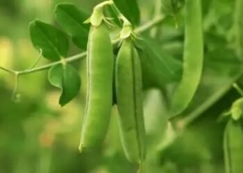 बिहार सरकार किसानों को हरी मटर के बीजों पर दे रह सब्सिडी, जानें क्या है खास?