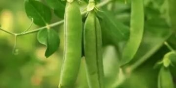 बिहार सरकार किसानों को हरी मटर के बीजों पर दे रह सब्सिडी, जानें क्या है खास?