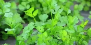 बिहार में मसालों का उत्पादन करने वाले किसानों को मिलेगी सब्सिडी, ऐसे करें आवेदन
