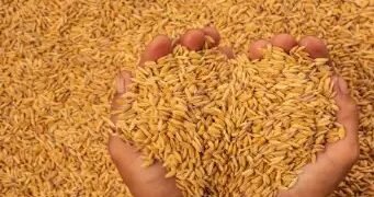 धान बिक्री के लिए 16 दिन बाकी, 4 लाख से ज्यादा किसानों को MSP का दाम मिला