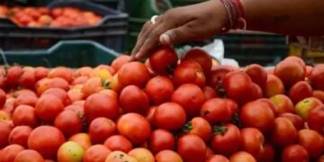मदनपल्ली के टमाटर को मिलने जा रही सबसे बड़ी उपलब्धि, GI टैग होगा हासिल